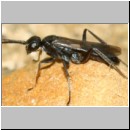 Priocnemis melanosoma - Wegwespe m06b 5mm OS-Hasbergen-Lehmhuegel-det.jpg